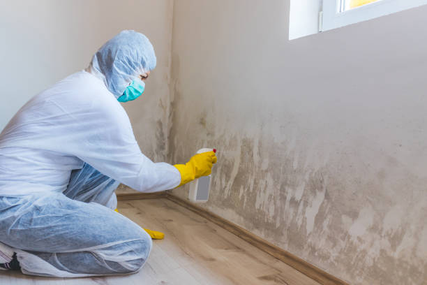 Black mold inspection in Paxinos